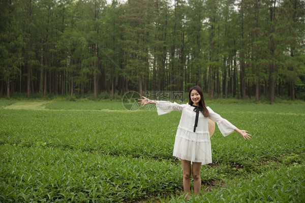 野菊花茶黄山特产：缓解失眠，助您一夜好眠